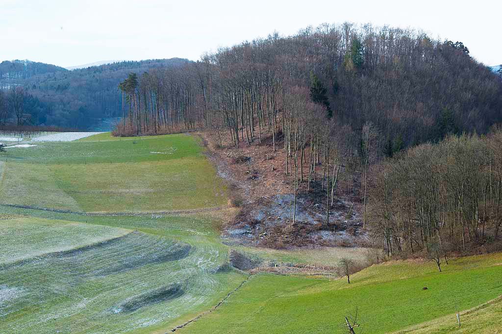 Waldsanierung Spitzberg