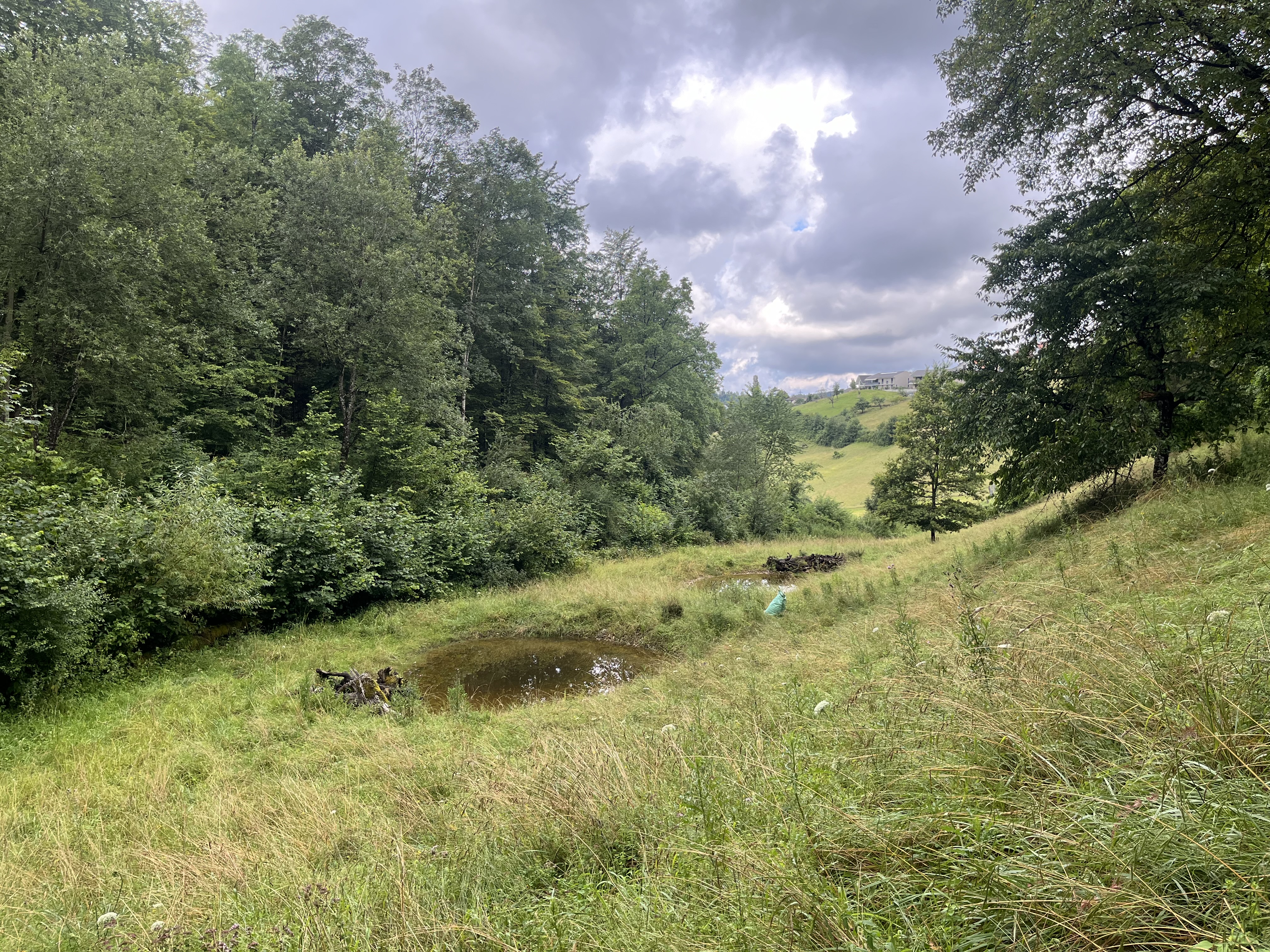 Weiher Buchen im Juli 2024