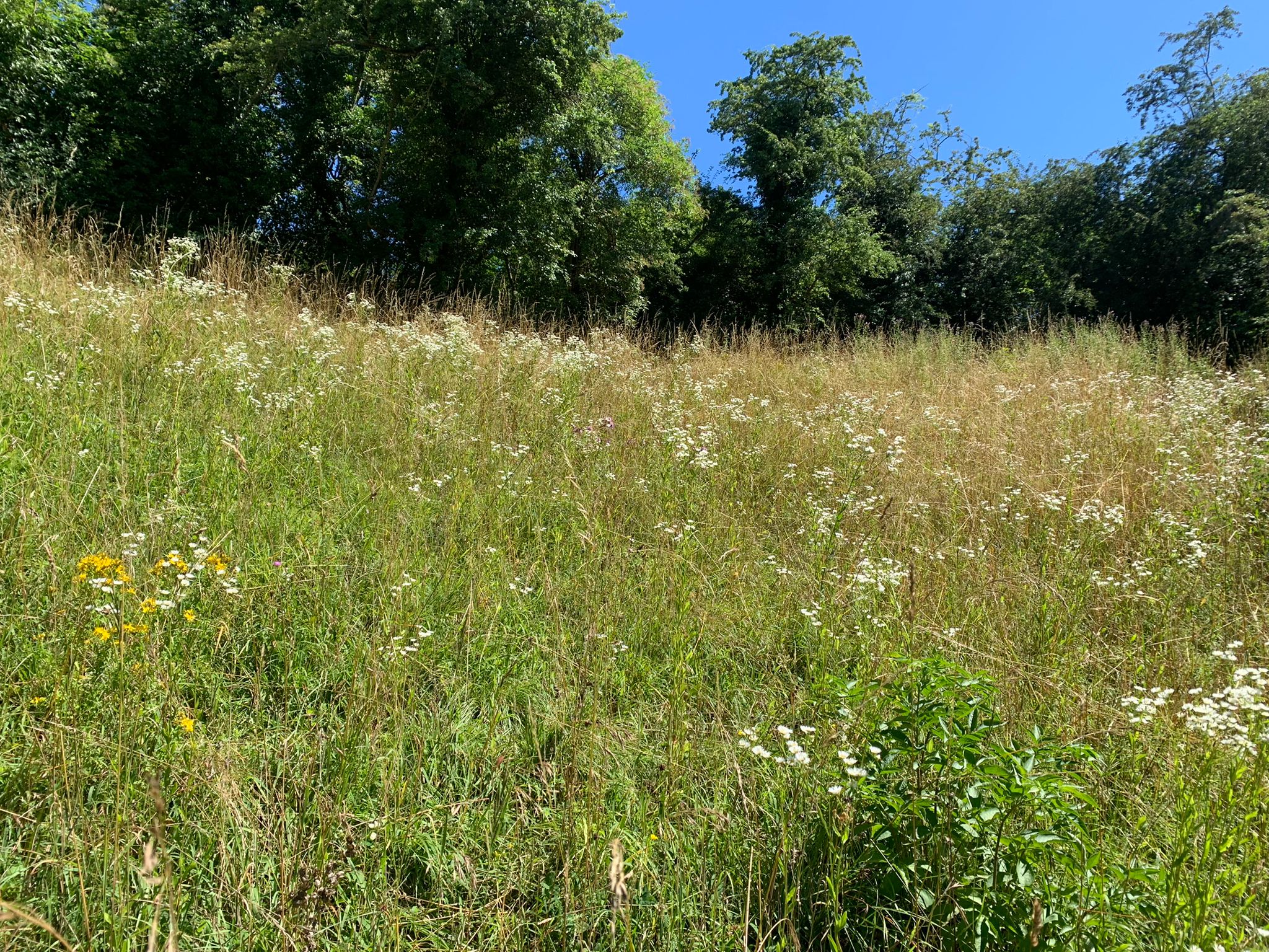 sommerpflege