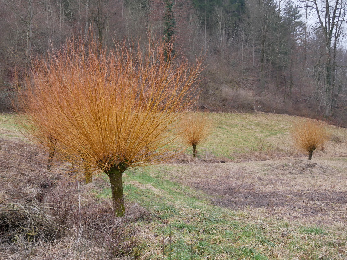 Die Weiden vor ihrem diesjährigen Schnitt.