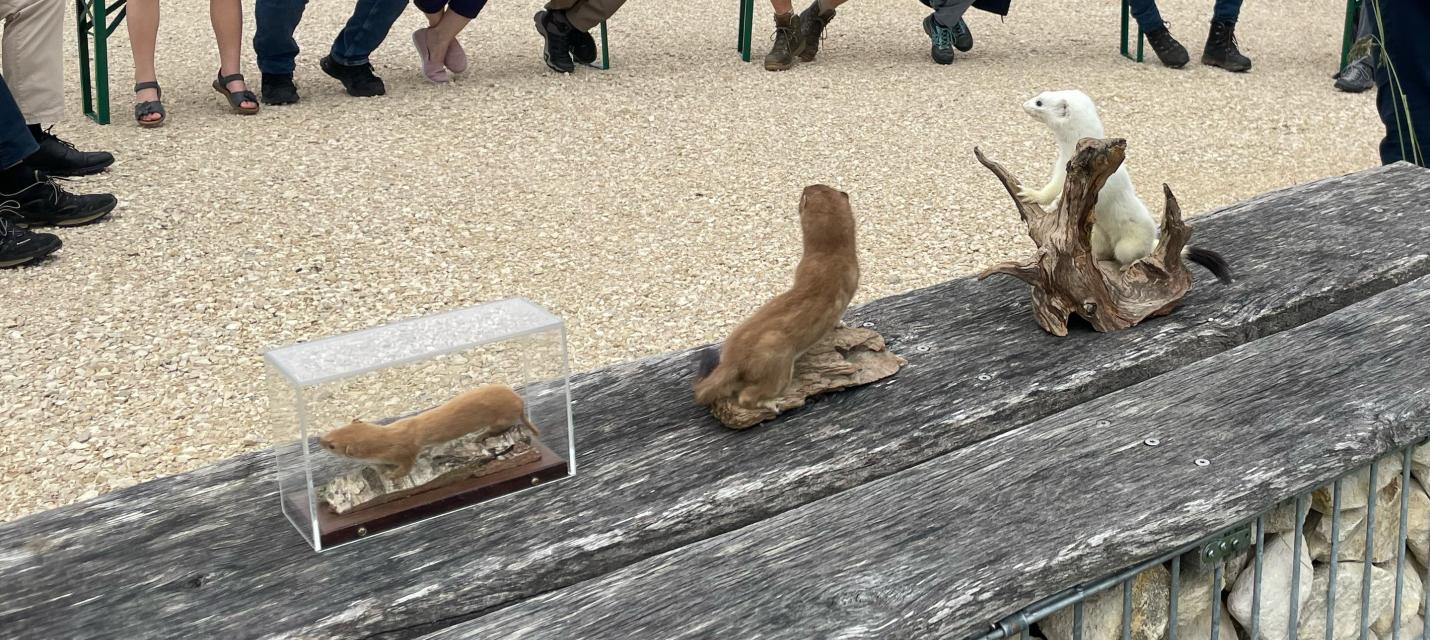 Hermelin und Mauswiesel beim Parkplatz