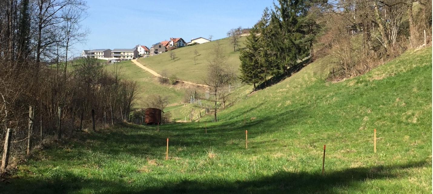 Buechen- noch falsches Bild