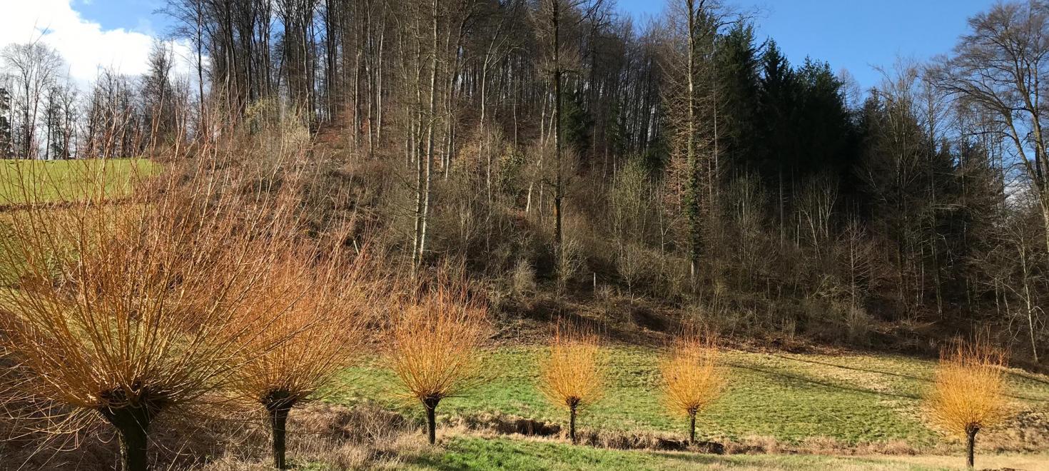 Korberweiden beim Looch